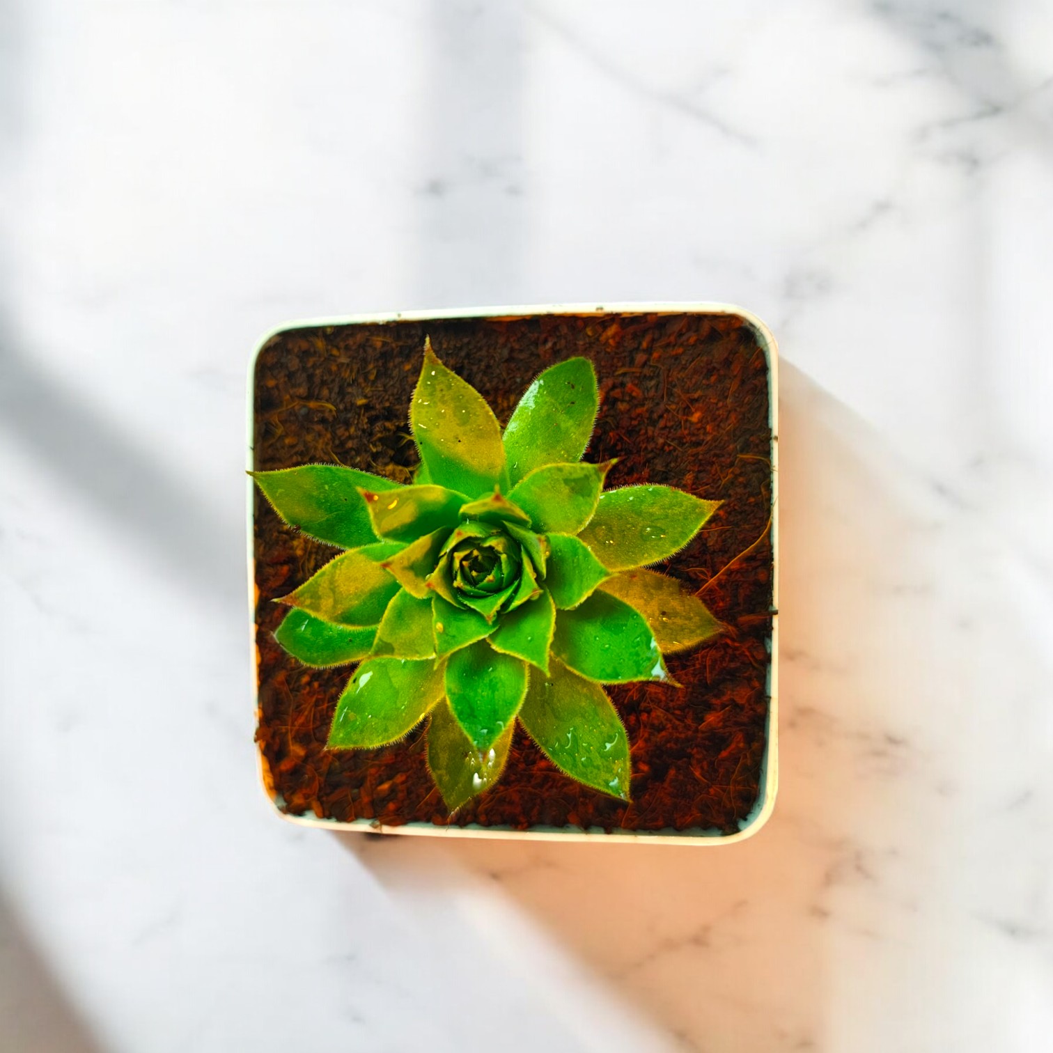  Lakshmi Kamal Succulent Live Plant With Pot | Laxmi Kamal Live Plant
